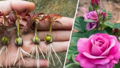 Como cultivar rosas a partir do cálice da rosa: um guia passo a passo