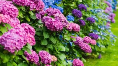 Como conseguir hortênsias coloridas: o conselho muito simples de um jardineiro experiente!