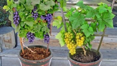 O segredo para cultivar uvas doces e suculentas em seu quintal