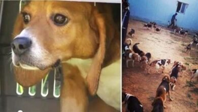 156 cães veem a luz do sol pela primeira vez após serem resgatados de laboratório