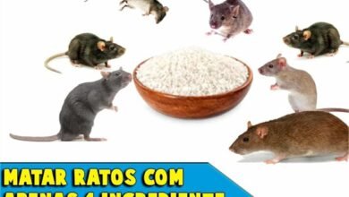 Como acabar com os ratos sem precisar comprar veneno com apenas 1 ingrediente