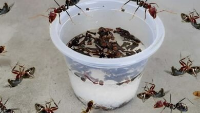Como acabar com as formigas da casa usando essa misturinha caseira de 3 ingredientes