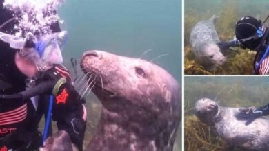 Vídeo: Foca reage como um cãozinho ao pedir carinho para mergulhador
